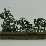 'Planter', Mixed Media, 8 x 10 x 12 cm, 2009 