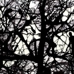 Ed Pien, Regeneration, hand-cut digital print on Arches paper, 76 x 101cm, 2011