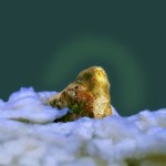 Brilliance 2, Organic compound, photograph. 75 x 60 cm, 2003