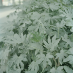 廖文峰，灰尘转移，照片，60cm×60cm×2张，2011