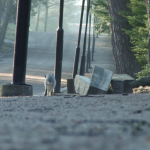 廖文峰，晨—赫尔辛基立体声道-04’50”，2011